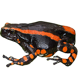 Rubber Banded Frog
